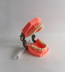نموذج الأسنان البلاستيكية بالفرشاة الملونة القابلة للإزالة