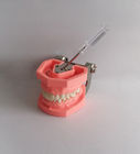 نموذج الأسنان البلاستيكية بالفرشاة الملونة القابلة للإزالة